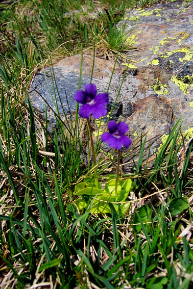 Pinguicula1a