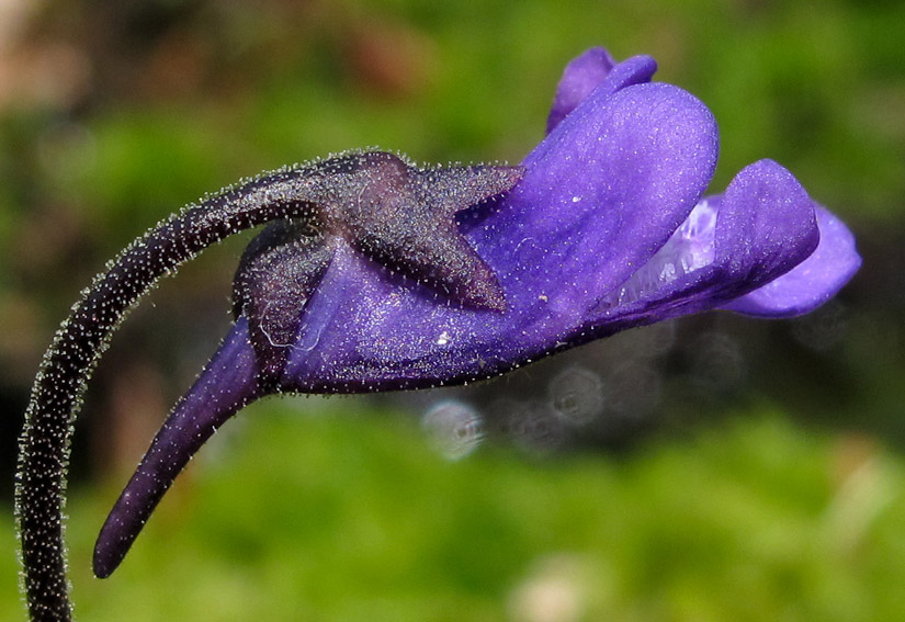 Pinguicula2