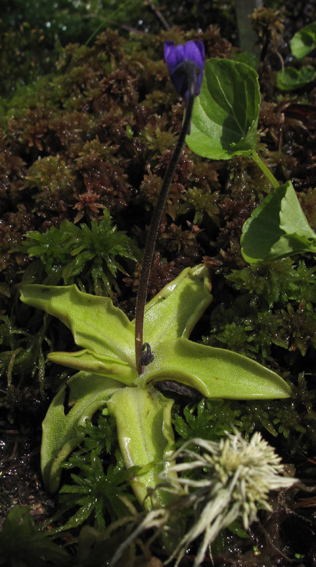 Pinguicula1