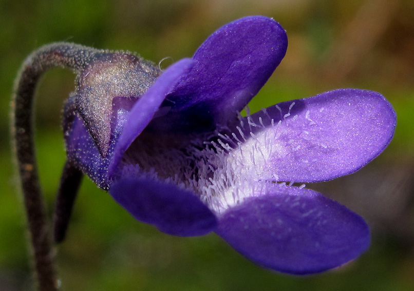 Pinguicula3