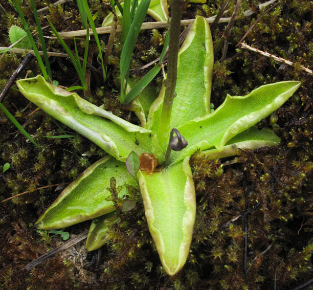 Pinguicula1c