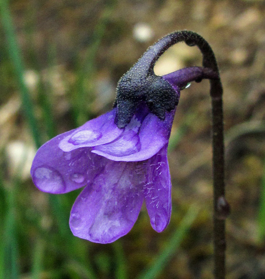 Pinguicula1e