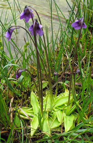 Pinguicula1b