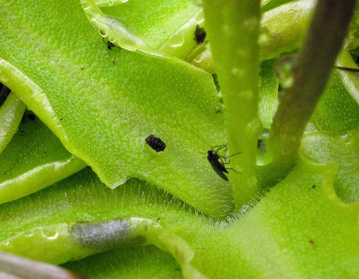 Pinguicula1d