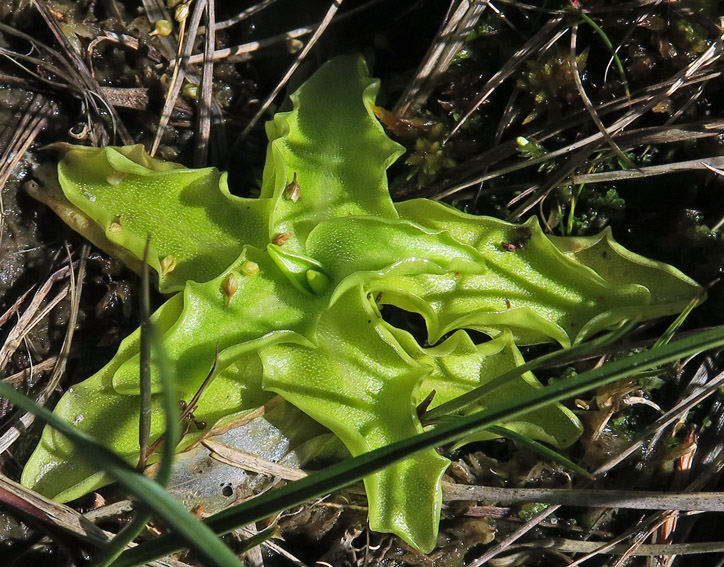 Pinguicula3a