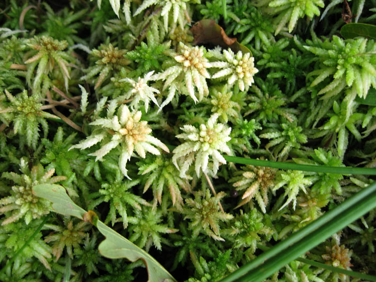 Sphagnum1