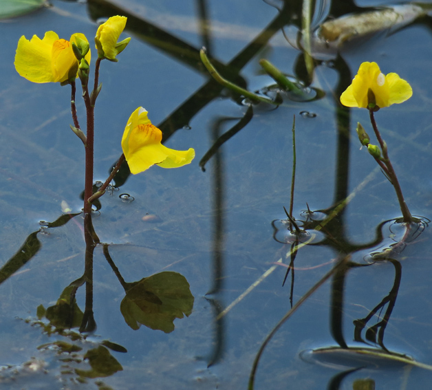 Utricularia11