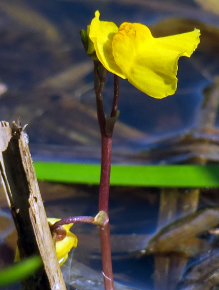 Utricularia12