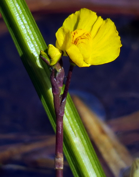 Utricularia13