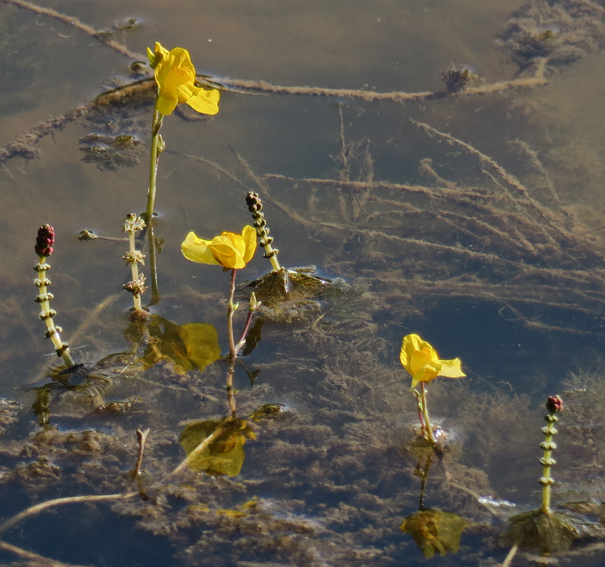 Utricularia9