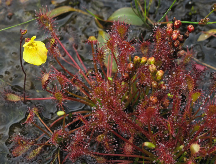 Utricularia1