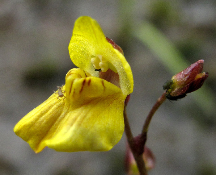 Utricularia6