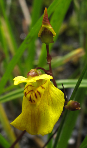 Utricularia5