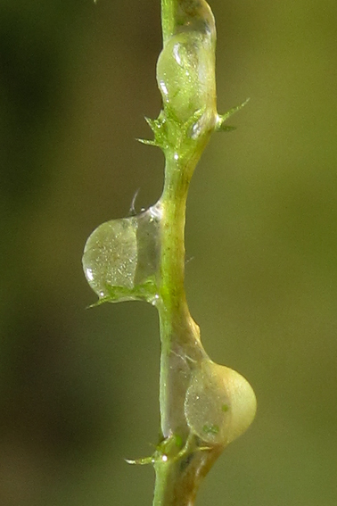 Utricularia4