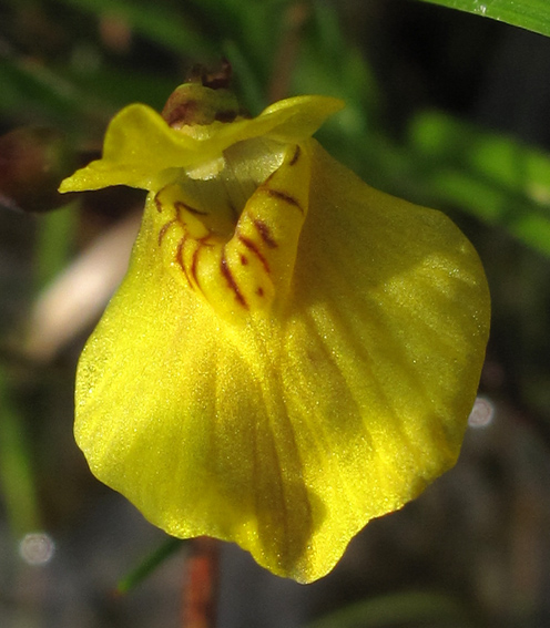Utricularia7