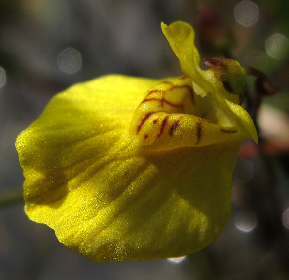 Utricularia8