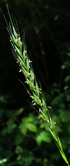 Elymus1