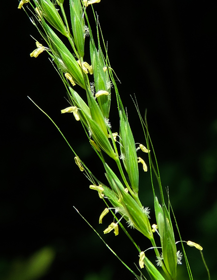 Elymus2