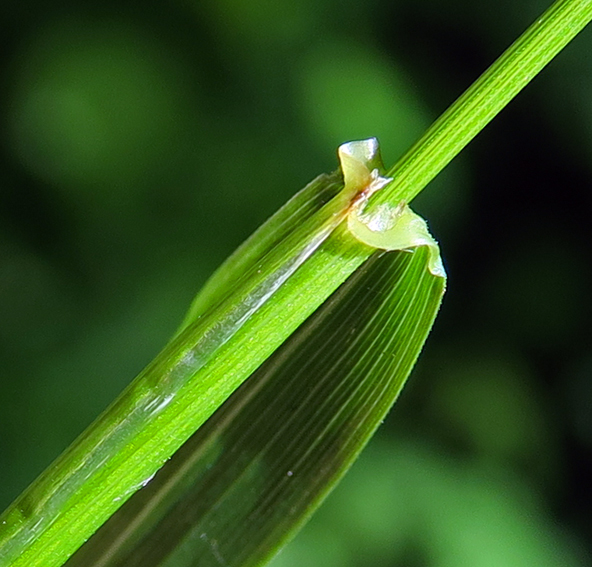 Elymus3