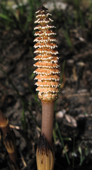 Equisetum2