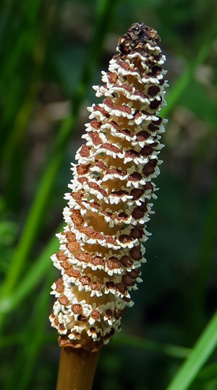 Equisetum4