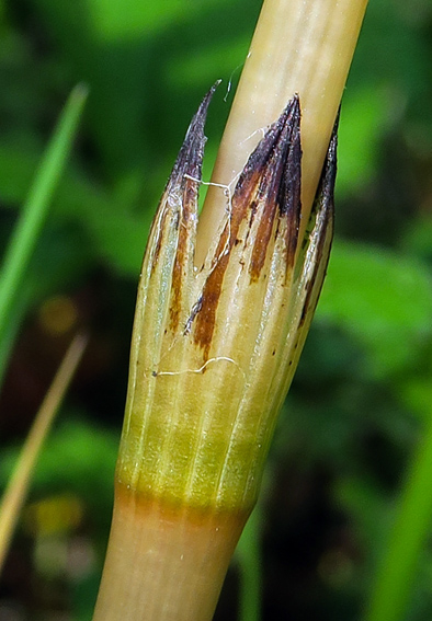 Equisetum5