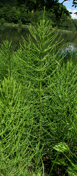 Equisetum1