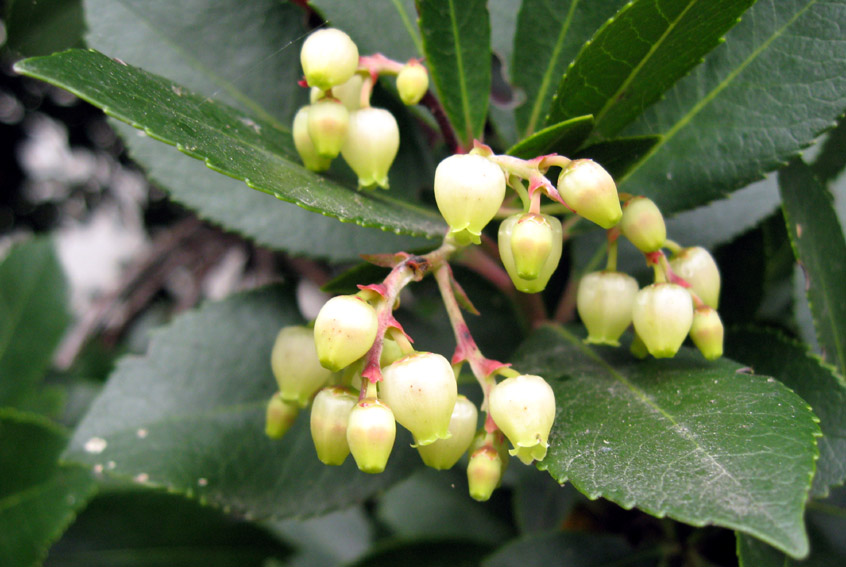 Arbutus1