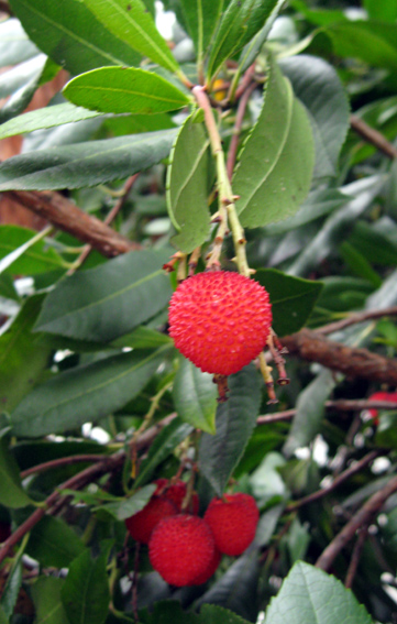 Arbutus2