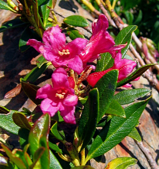 Rhododendron2