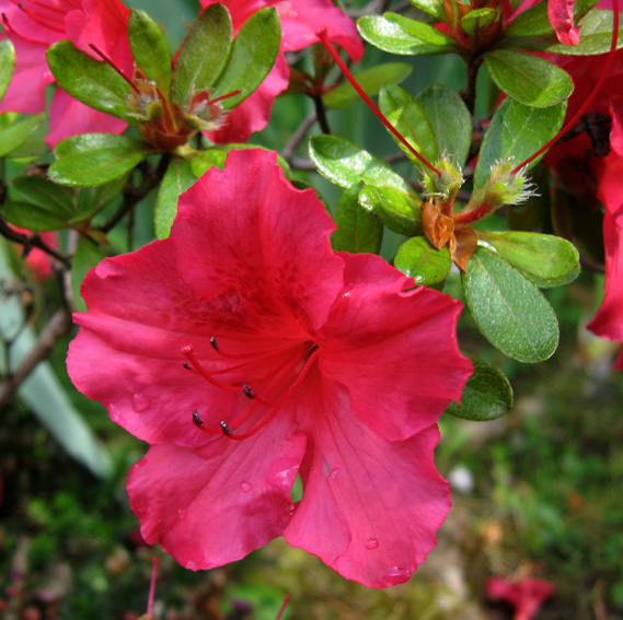 Rhododendron3