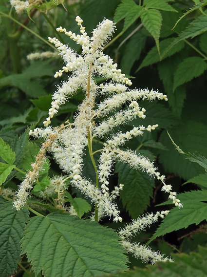 Aruncus4