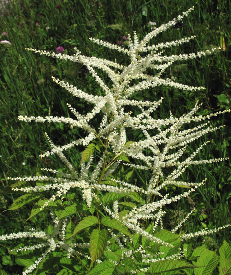 Aruncus4