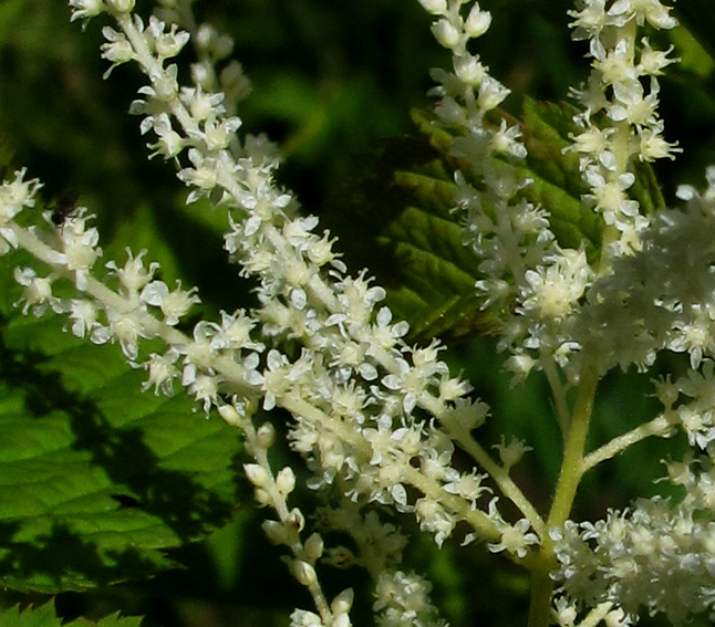 Aruncus5