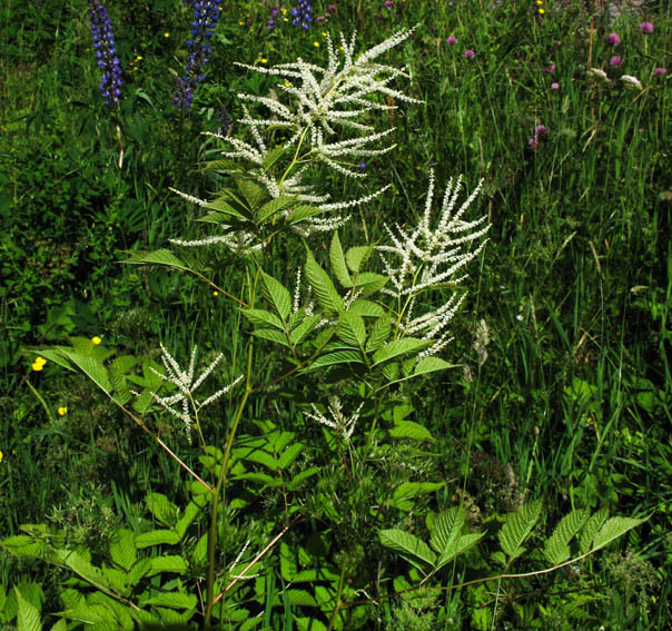 Aruncus3