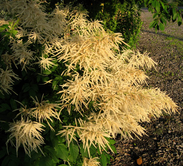 Aruncus1