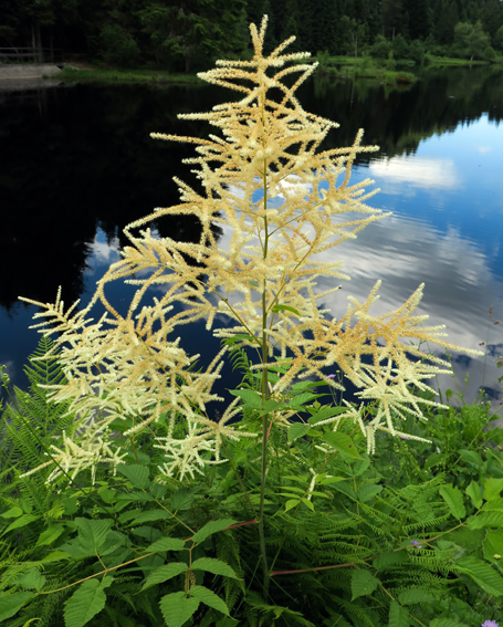 Aruncus7