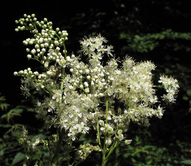 Filipendula3