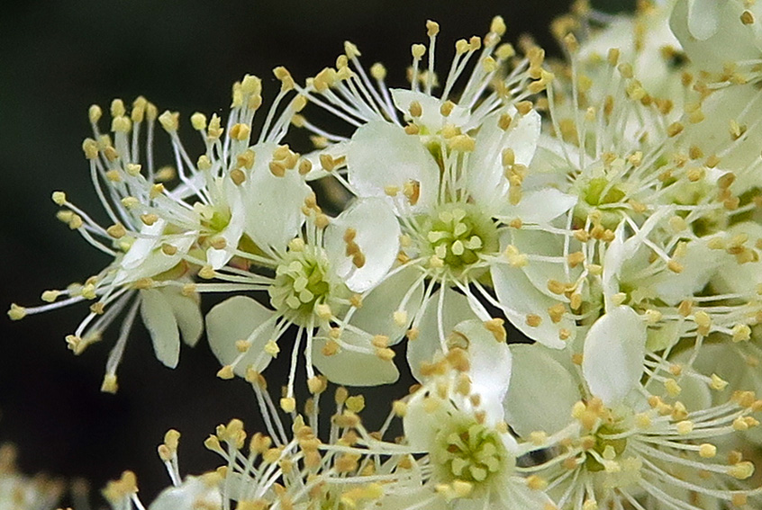 Filipendula4b