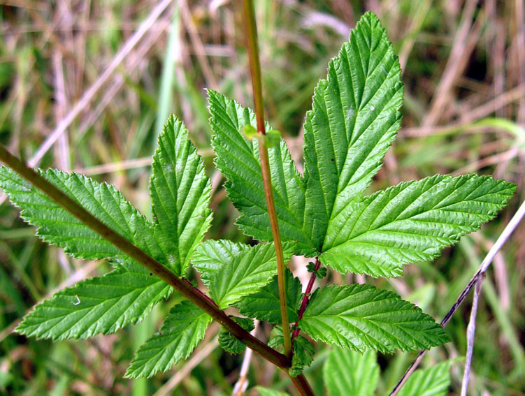 Filipendula2