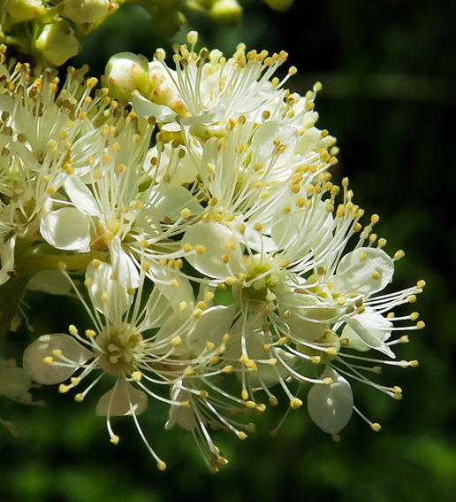 Filipendula7