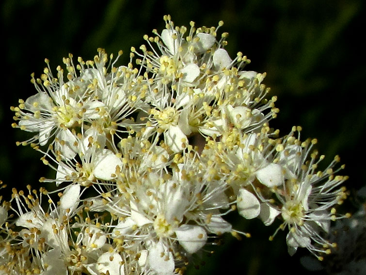 Filipendula4a