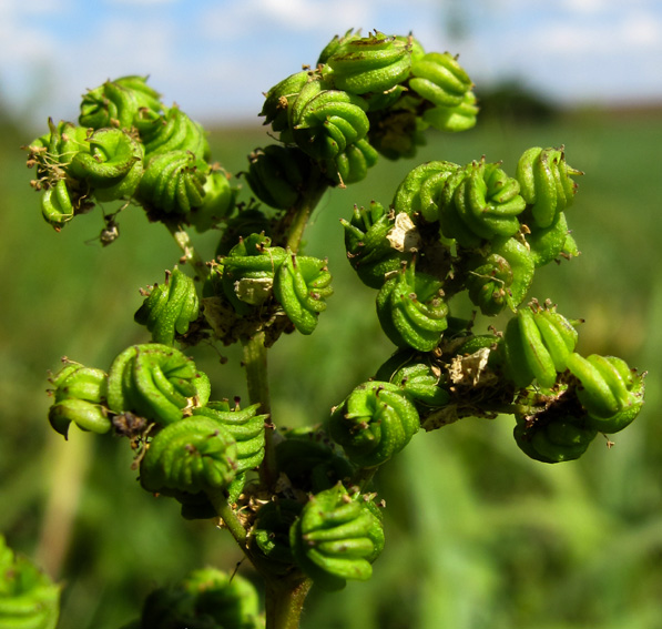 Filipendula5