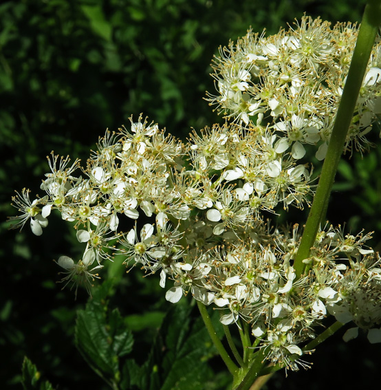 Filipendula4a0