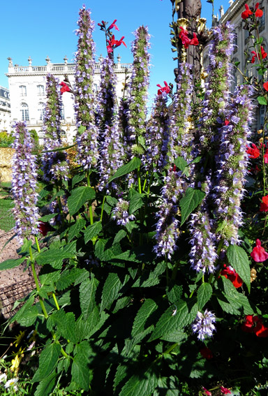 Agastache1