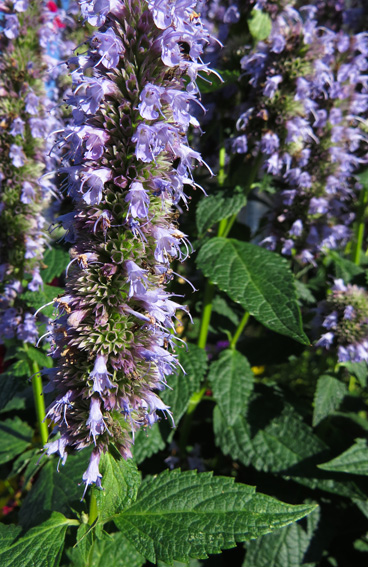 Agastache3