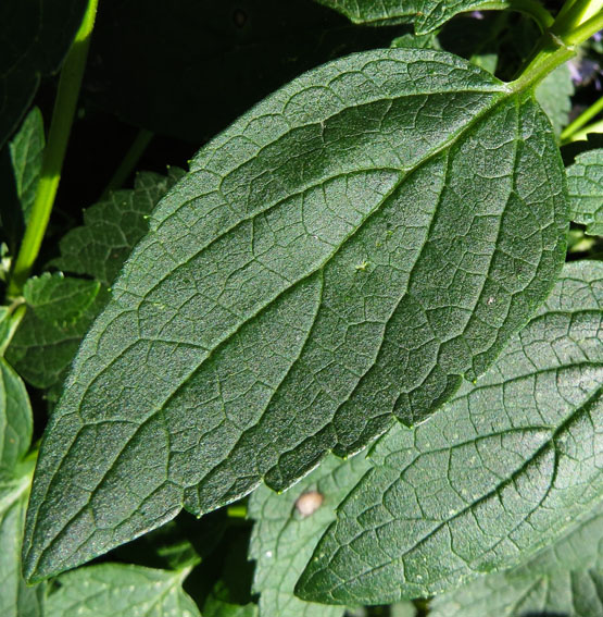 Agastache2