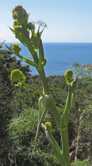 Ferula2