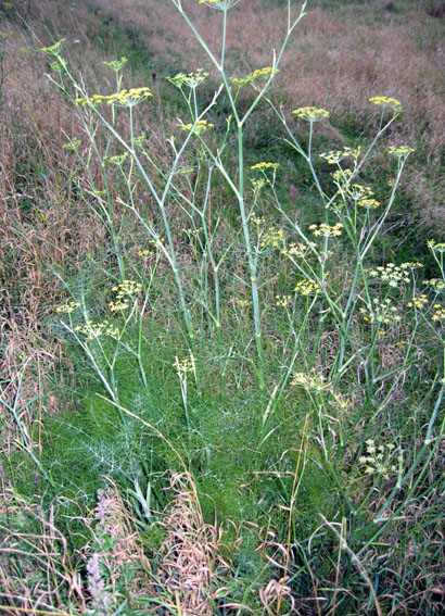 Foeniculum1