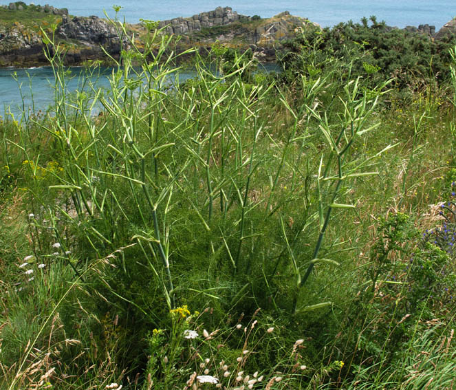 Foeniculum2